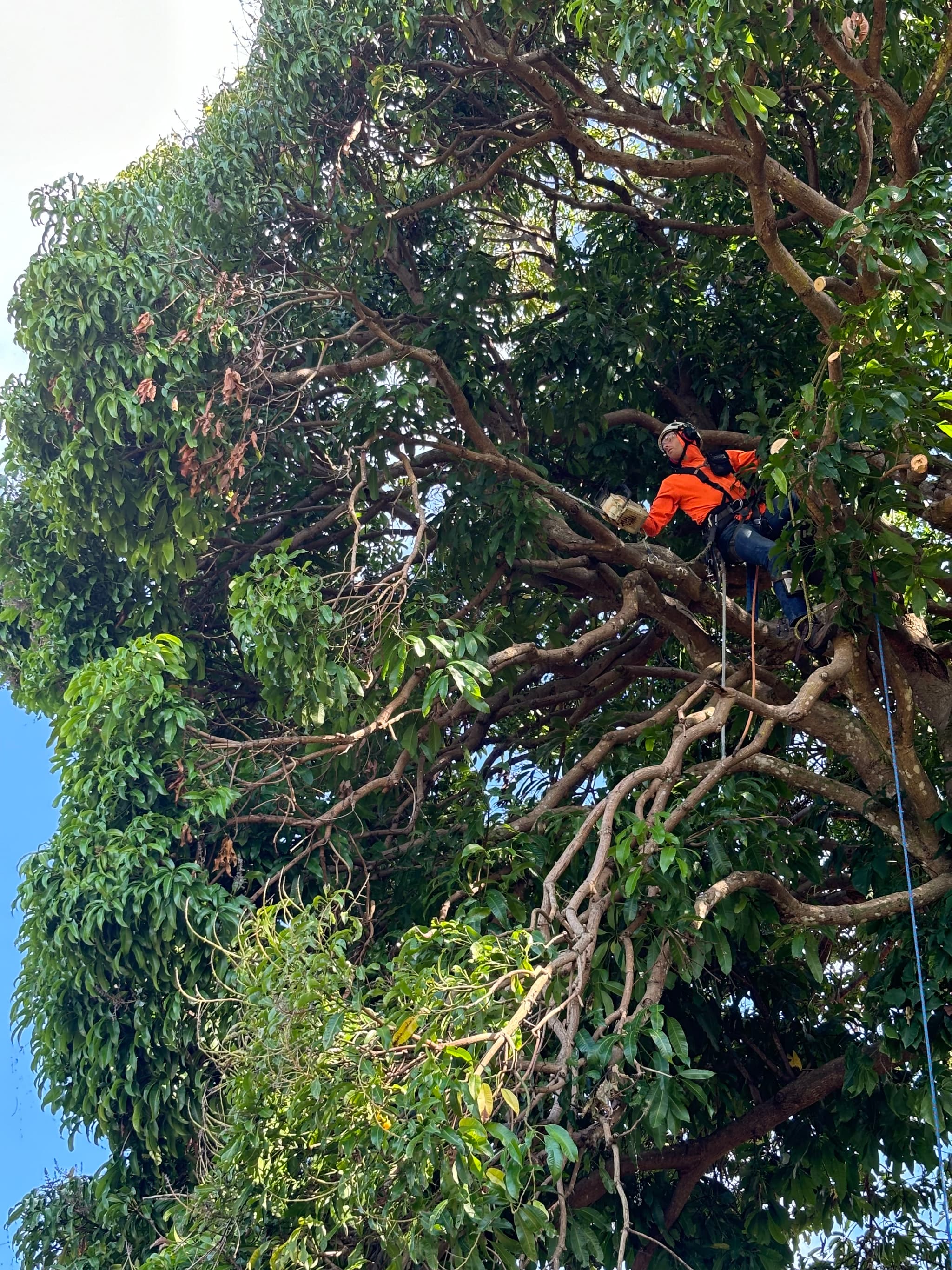 man in tree