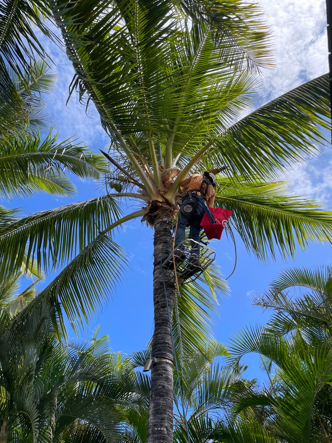 man in a palm tree