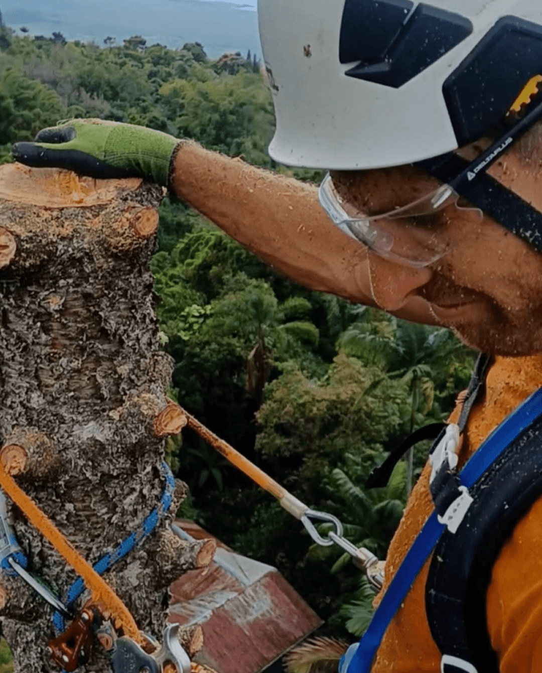 closeup of man climbing a tree